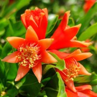 Гранат :: Светлана Тихонина