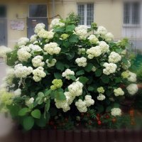 Цветы у дома :: Galina Solovova