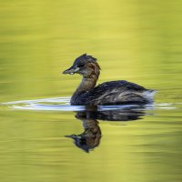 Малая поганка. :: Alexander Amromin Малая поганка. :: Alexander Amromin