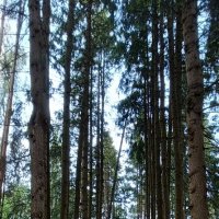 парк Малевича :: Галина R... парк Малевича :: Галина R...