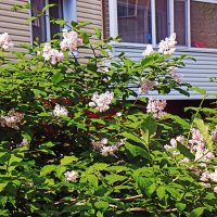 Июнь...Цветет сирень под окном! :: Владимир Июнь...Цветет сирень под окном! :: Владимир