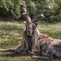 Винторогий :: SanSan 