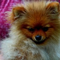 Буся :: Дмитрий (Горыныч) Симагин Буся :: Дмитрий (Горыныч) Симагин