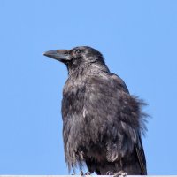 -- :: vladimir -- :: vladimir