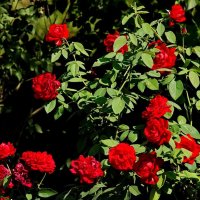 Как у брата во дворе... :: Николай Саржанов