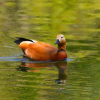 Огарь :: Константин Анисимов Огарь :: Константин Анисимов