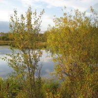 Лесные прогулки :: Anna Ivanova