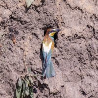 щурки :: юрий макаров