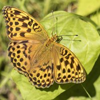 На листике :: Андрей Пристяжнюк