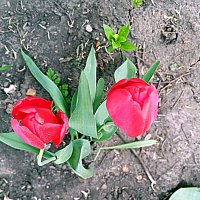 Весенний цвет. :: Владимир Драгунский Весенний цвет. :: Владимир Драгунский