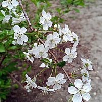 Весенний цвет. :: Владимир Драгунский