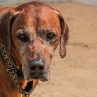 *** :: Владимир Безбородов *** :: Владимир Безбородов