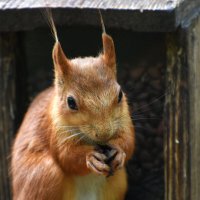 Москва. Белки Нескучного сада. :: Наташа ***** Москва. Белки Нескучного сада. :: Наташа *****