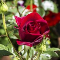 Бутон бархатной розы :: Валентин Семчишин Бутон бархатной розы :: Валентин Семчишин