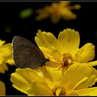 Бабочка Глазок цветочный... :: Aleksandr Gal