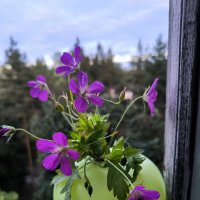 Летний вечер. :: Ольга 