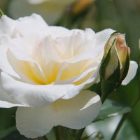 ИЮНЬСКАЯ БЕЛАЯ РОЗА :: Валентина 