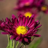 Хризантема :: Игорь Сикорский Хризантема :: Игорь Сикорский