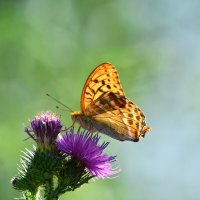 Летним  утром :: Геннадий Супрун