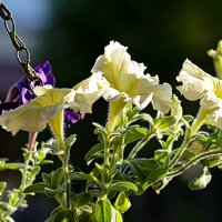 Петуния :: Татьяна Лютаева