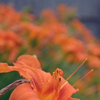 оранжевое лето :: Сергей М 