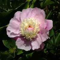 Пион :: Рита Симонова