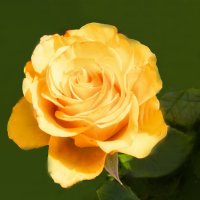 Роза из монастырского сада :: Евгений 