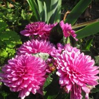 Георгины Малиновый Звон :: Дмитрий Никитин