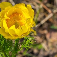 Адонис весенний. :: Алексей Трухин Адонис весенний. :: Алексей Трухин