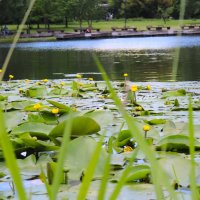 Украшение пруда. :: Василий Палий