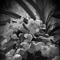 *** :: Валентина Береснева