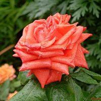 Ах, эти летник дожди... :: Андрей Заломленков Ах, эти летник дожди... :: Андрей Заломленков