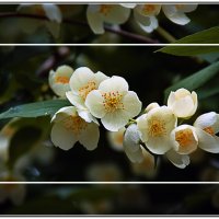 Жасмин :: Владимир Кроливец