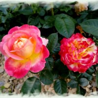 "Две розы полные огня..." :: Лия ☼