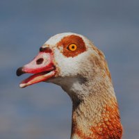 Портрет Египетского гуся :: Yana Ryz