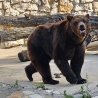 Бурый медведь Гром :: <<< Наташа >>>