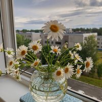 Вечер.....,ромашки.... :: Алена