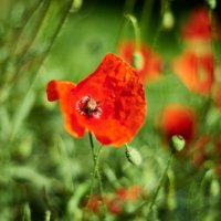 маки :: Александр Леонов маки :: Александр Леонов