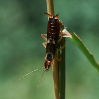 Обыкновенная уховертка :: Александр Леонов