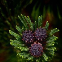 Цветение шишек. :: Галина Левина