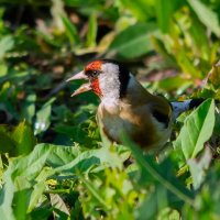 эй! полетели дальше... :: Виталий Емельянов эй! полетели дальше... :: Виталий Емельянов