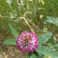 Летнее разноцветье :: Pippa 