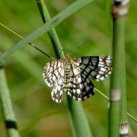 и снова бабочки 18 :: Александр Прокудин и снова бабочки 18 :: Александр Прокудин