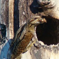 гнездо вертишейки :: gawrilа - dan