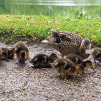 Утята :: Сапсан Утята :: Сапсан