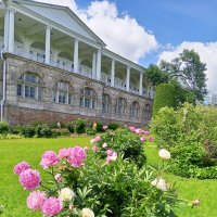 Пионы :: Сапсан 