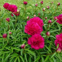 Пионы в ботаническом саду :: Ольга 