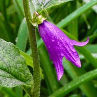 Цветы не просыхают от дождей. :: Милешкин Владимир Алексеевич 