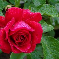 Промокшая от дождя роза. :: Милешкин Владимир Алексеевич 