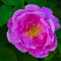 Городские цветы :: Милешкин Владимир Алексеевич Городские цветы :: Милешкин Владимир Алексеевич